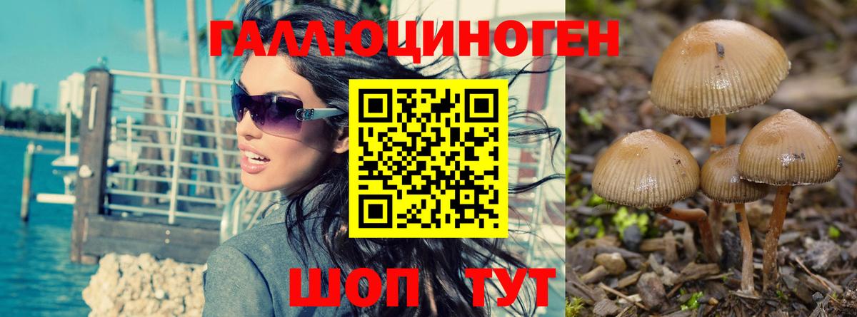Псилоцибиновые грибы Cubensis  Псилоцибиновые грибы Cubensis  Мирный  Вход с VPN 
